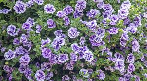 Petunia Priscilla
